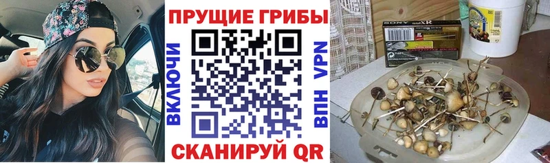 ссылка на мегу онион  Ишим  Псилоцибиновые грибы Magic Shrooms 